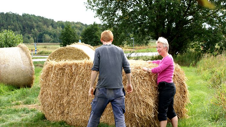 Arbete pågår inför Skördefesten 5-6 oktober på Tjolöholms Slott