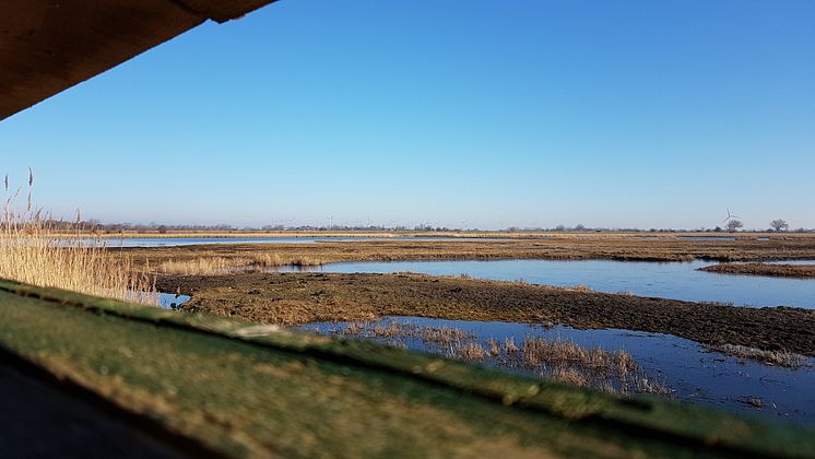 NABU Wasservogelreservat Wallnau