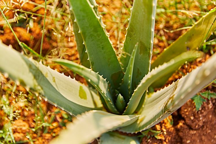 Aloe Vera plant