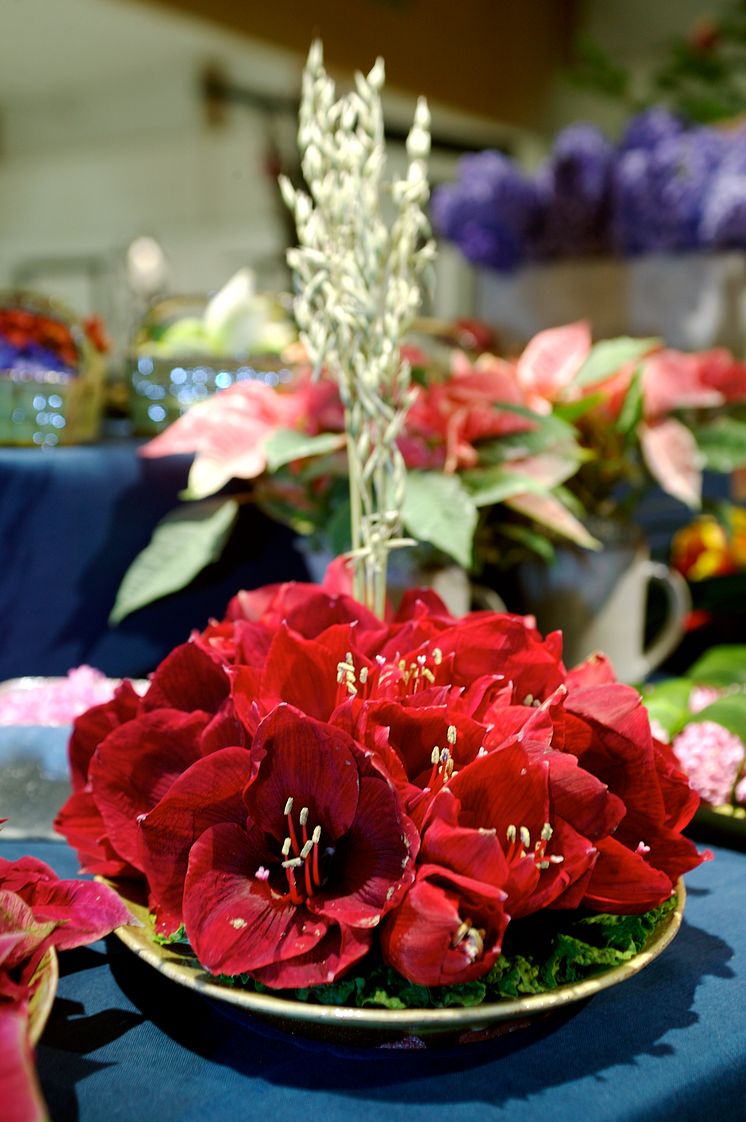 Läcker amaryllis