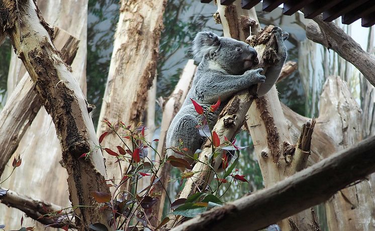 Tinaroo zieht ins Koala-Haus ein 