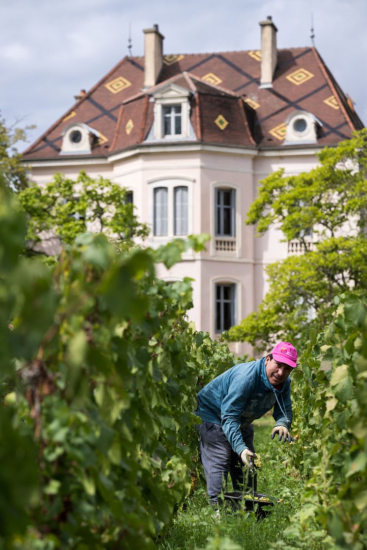 Vendanges 2023 Les Comtes Lafon-134.jpg