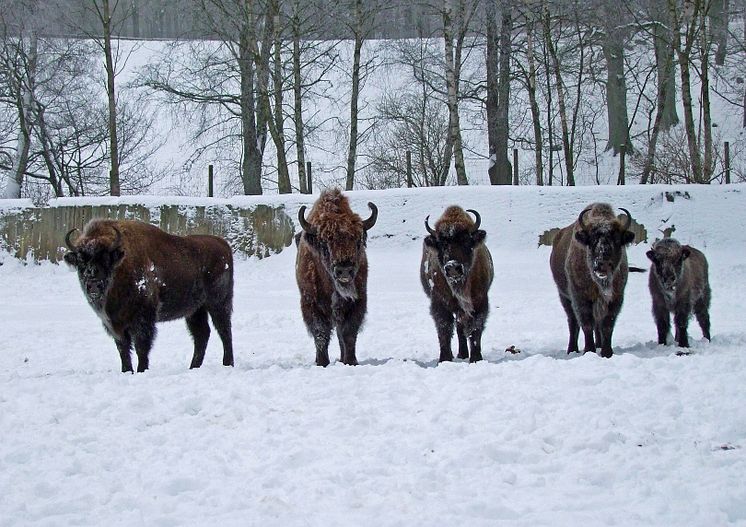 Visenter i snön på Skånes Djurpark