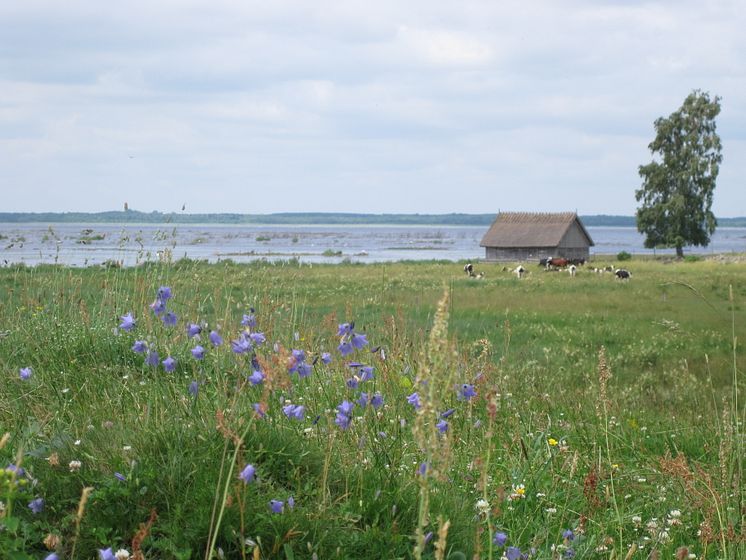 Betesmarker och ängar vid Hornborgasjön