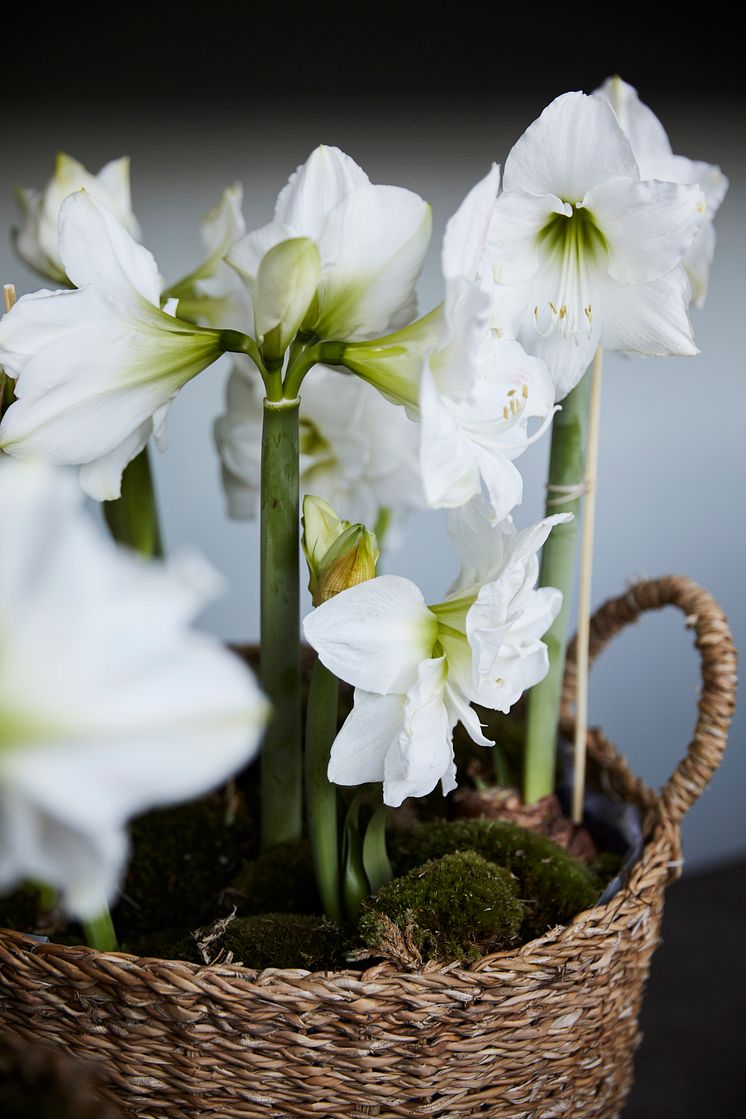 Julstämning hos Anna Gouteva med svenska hyacinter och andra julblommor