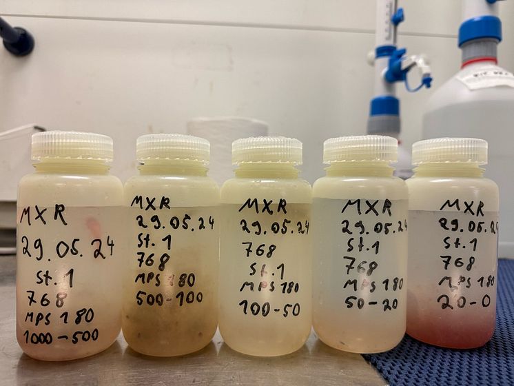 samples of calanus Photo Kanchana Bandara.jpg