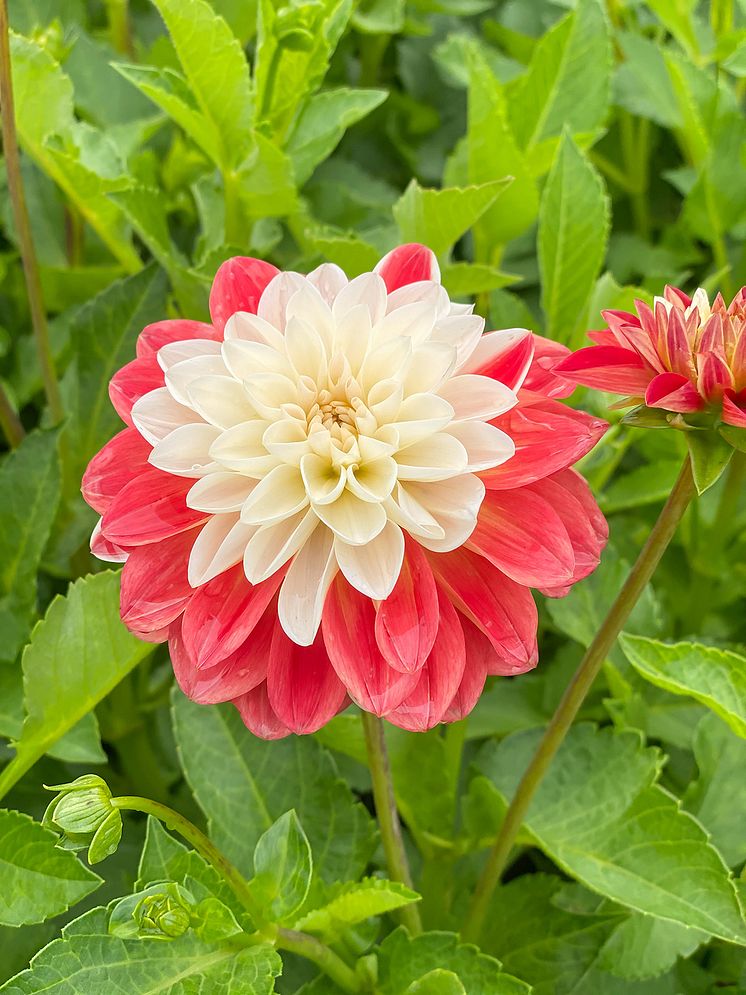 Dekorativdahlia 'Tangerine Sorbet' Blomsterlandet 2023