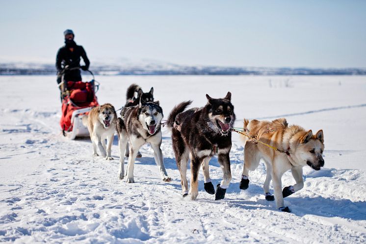 Hundsläde i Alaska