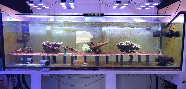 Experimentakvarium för sexuell reproduktion av koraller.
