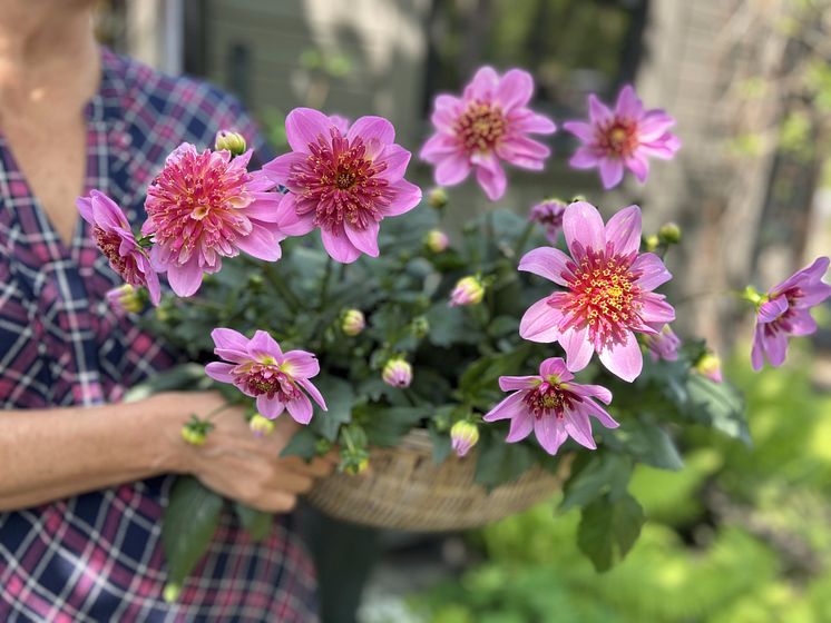 Årets Victoriadahlia 2025 - ’Starburst Pink’
- en Anemonblommig Sommardahlia som det påtagligt sprakar om.