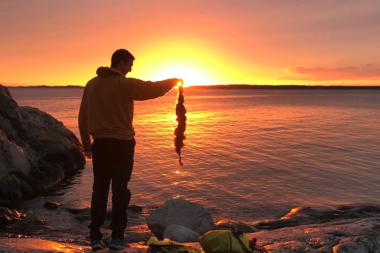 Sockertång i solnedgång