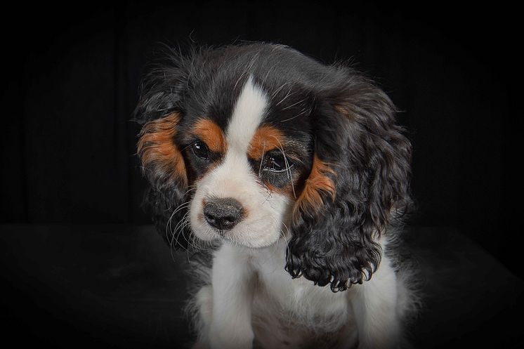 Séance photo gratuite avec votre chien