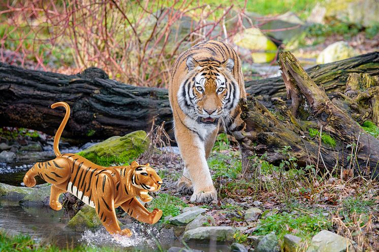 Tiger auf Streifzug im Duisburger Zoo
