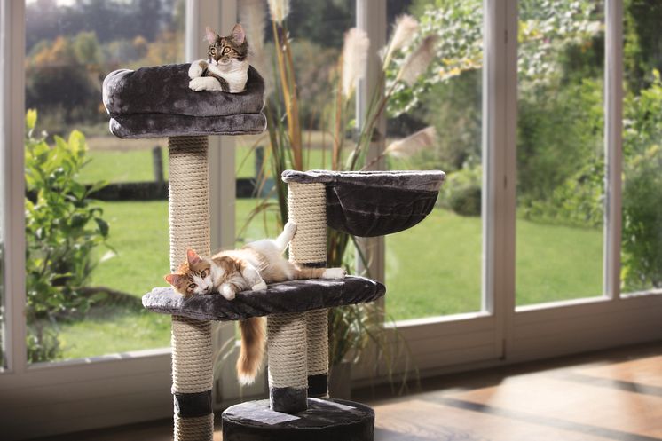 Maxi Zoo_Chats_sur_arbre_à_chat