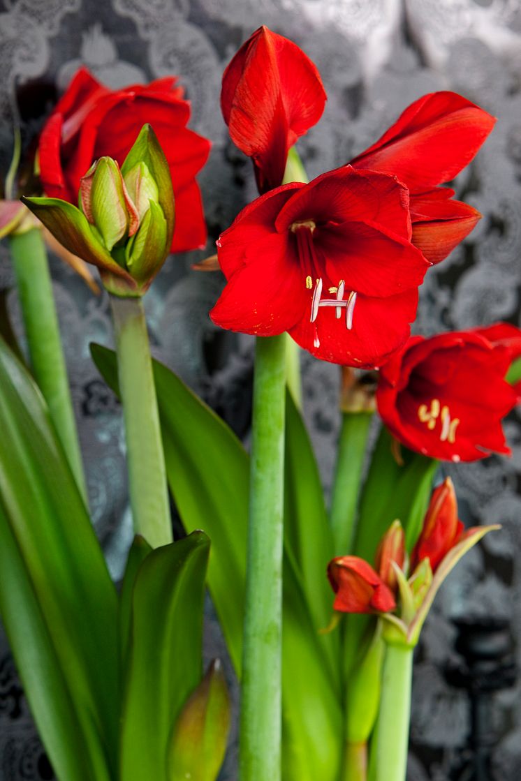 Röd amaryllis närbild i grupp