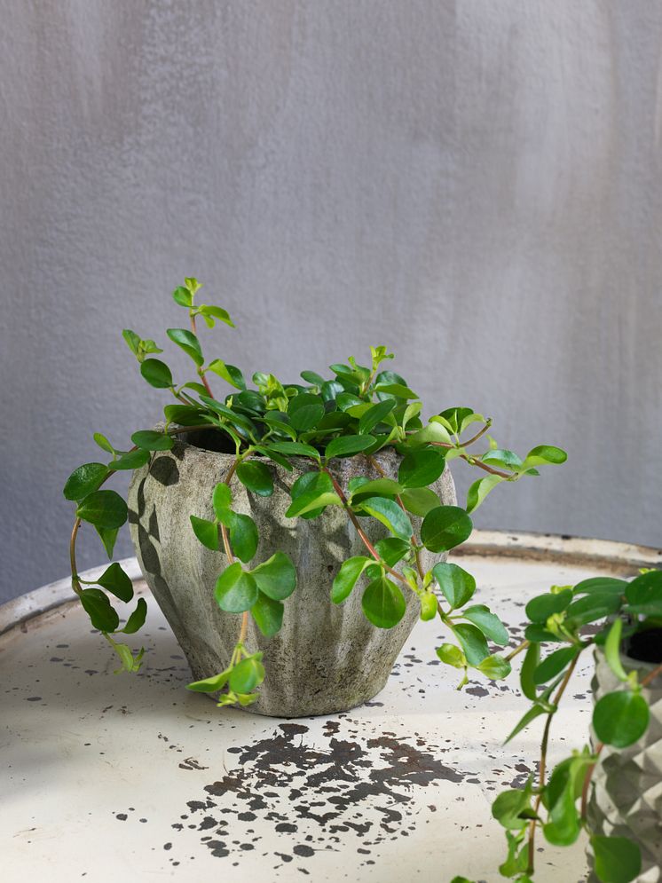 peperomia