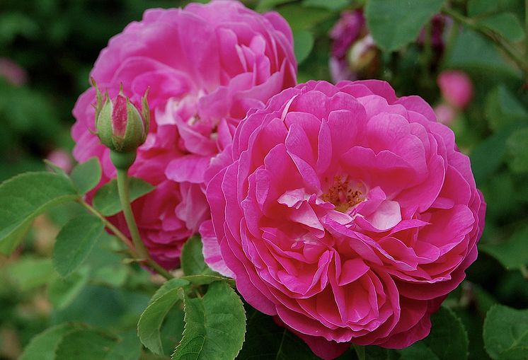 Splendor Plant Rosa Pipar Hans. Foto Helena Verghese Borg.jpg