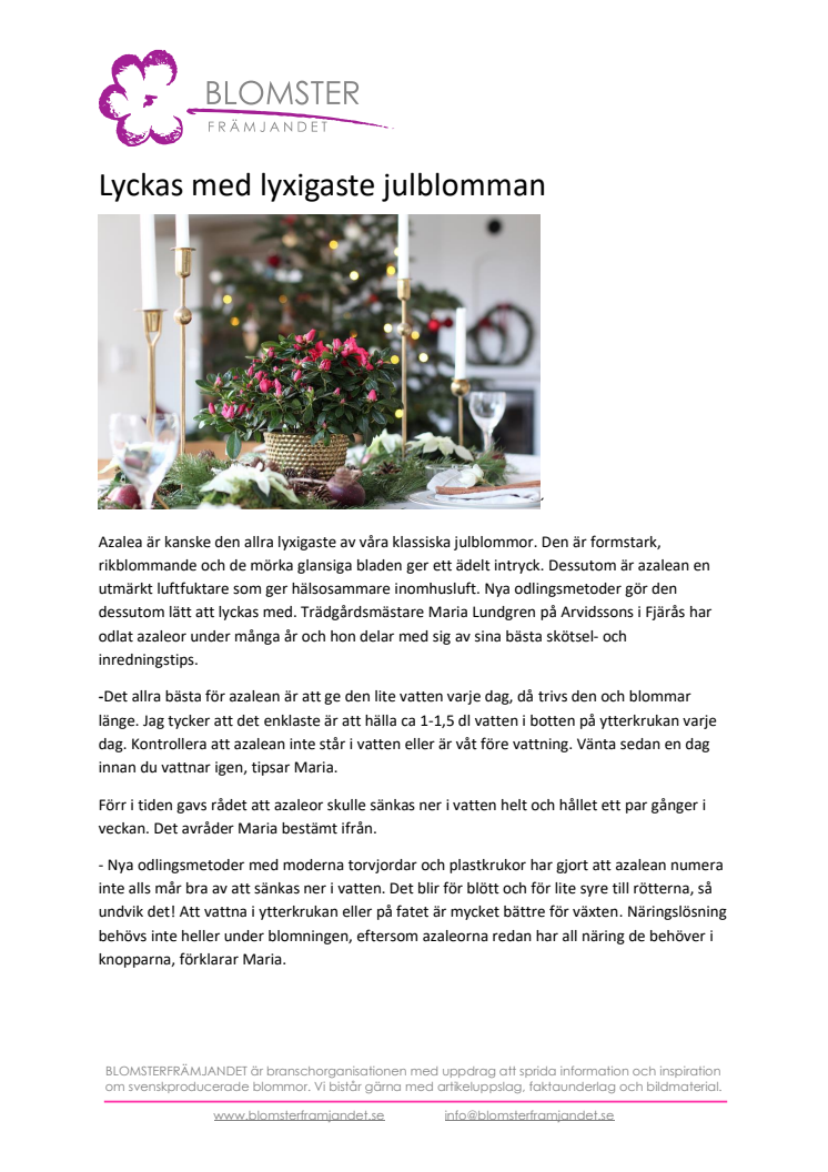 Lyckas med lyxigaste julblomman