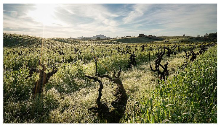 Ridge Vineyard_Lytton Springs.jpg