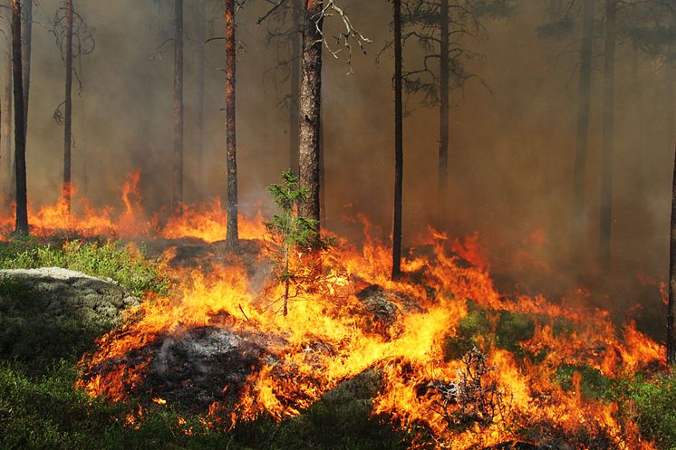 Dramatiska förändringar i växt- och djurliv efter storbranden i Västmanland