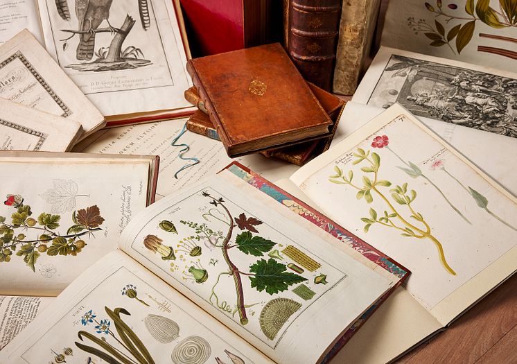 Details – Olle Wallin's Botanical Library