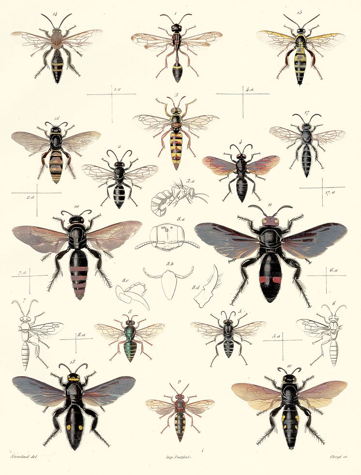 Verschiedene Grab- und Dolchwespenarten, Henri de Saussure, 1854