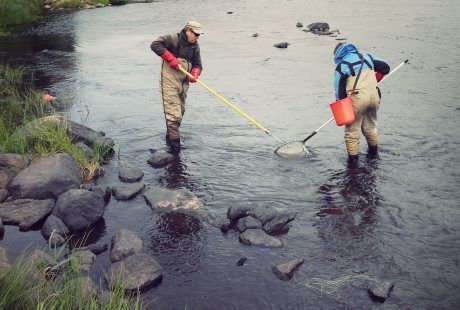 HaV inför nya regler för harr och öring i Norrbotten och Västerbotten