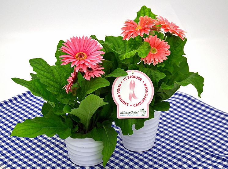 Dagens Rosa Produkt 24 oktober - en storblommig Gerbera från Mäster Grön 