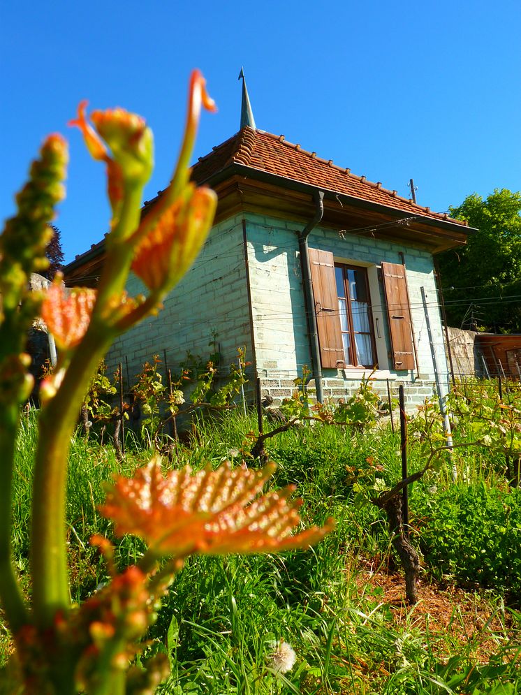 La Capite du Vigny, Cully