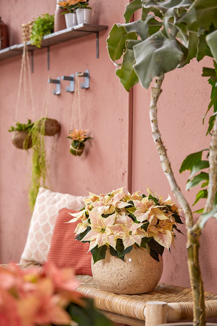 julstjärna_2021_poinsettia_01000_Boho_Green_Living_03