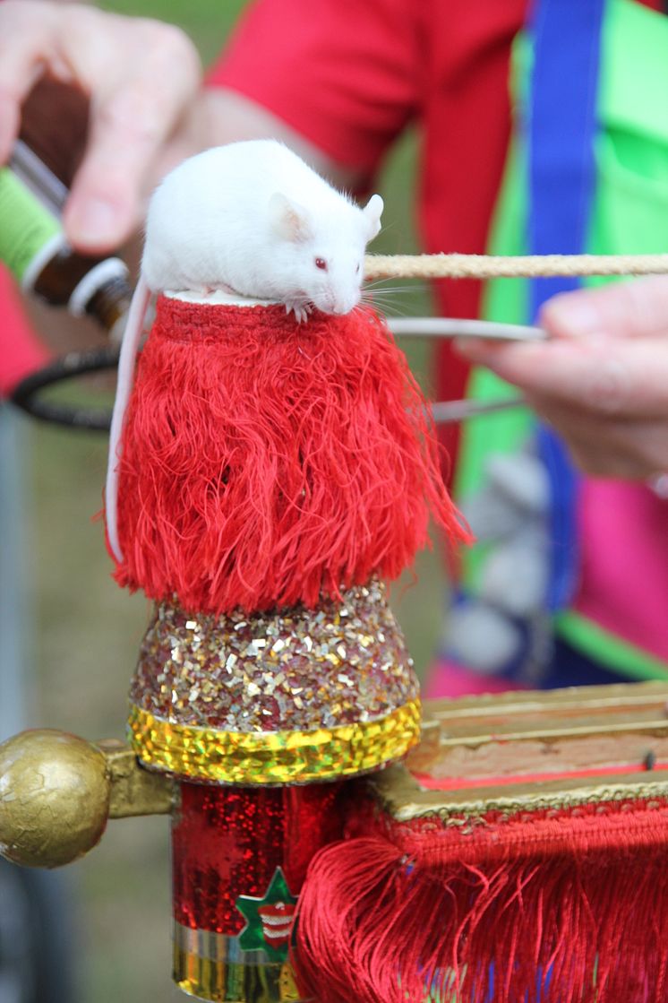 Tag der offenen Tür im Kinderhospiz: Bärenherz-Familienfest lockt mehr als 1.500 Besucher in den Kees’schen Park