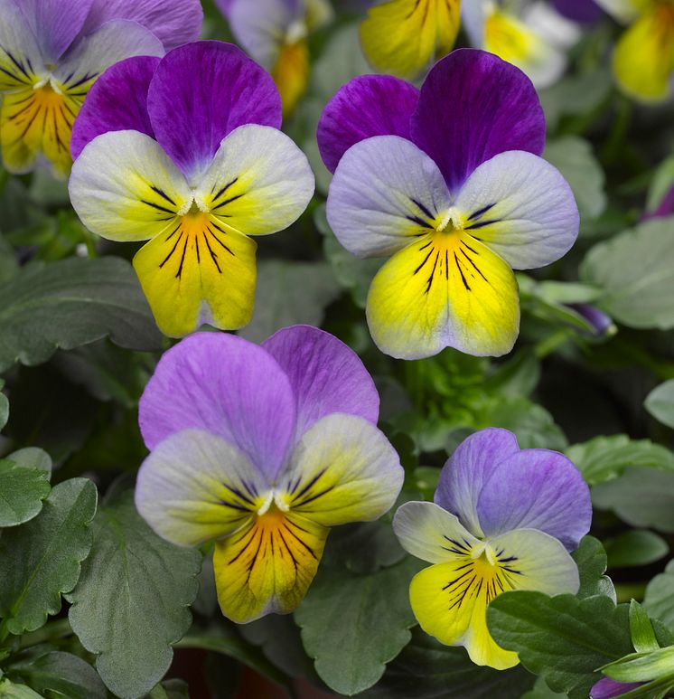 Viola (Tricolor-Gruppen) ’Deltini Blue with Purple wing’ 