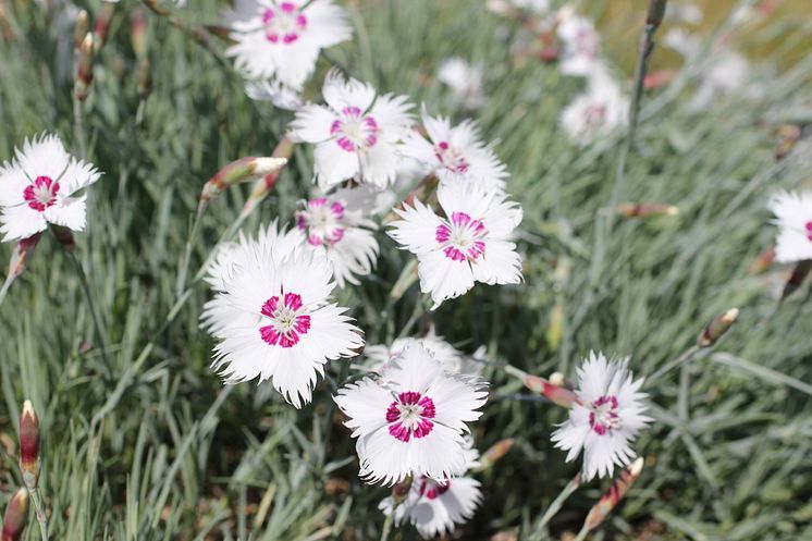 Fjädernejlika, Dianthus plumarius 'Marieberg' nyhet 2014 Blomsterlandet