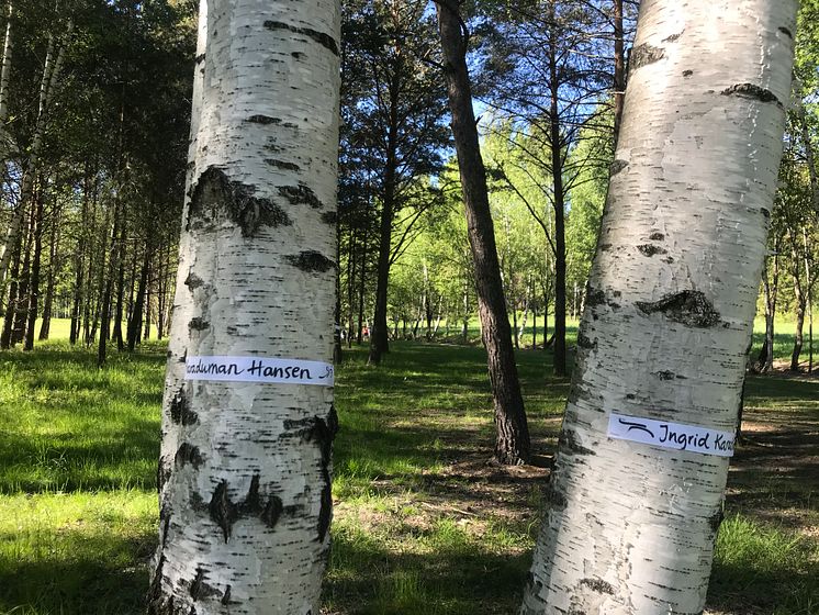 Trädmassaker planeras i prisbelönt park