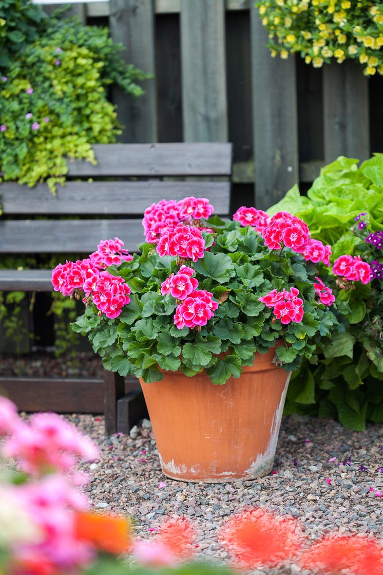 Pelargoner ger färg hela sommaren