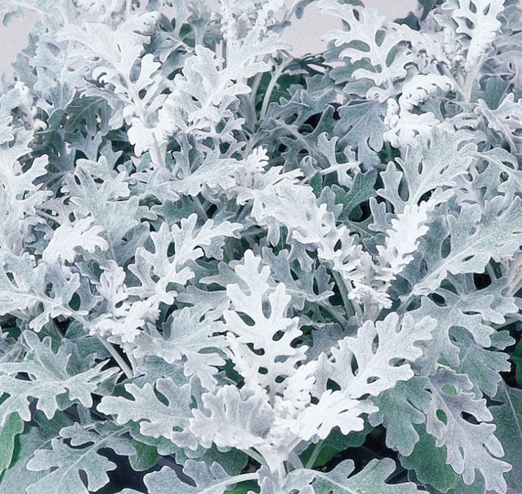 Silverek Senecio cineraria 'Silberzwerg'