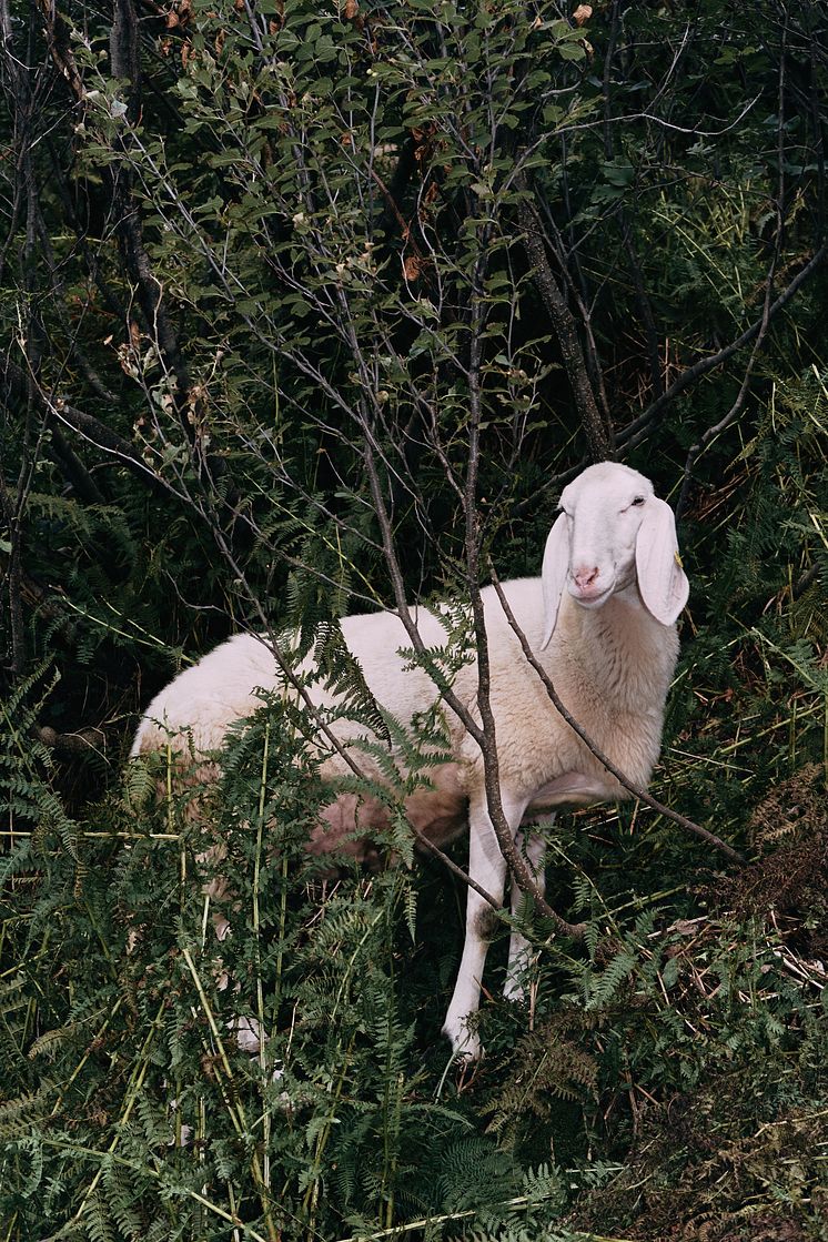 Formafantasma, Transhumance path in the Alps, 2023