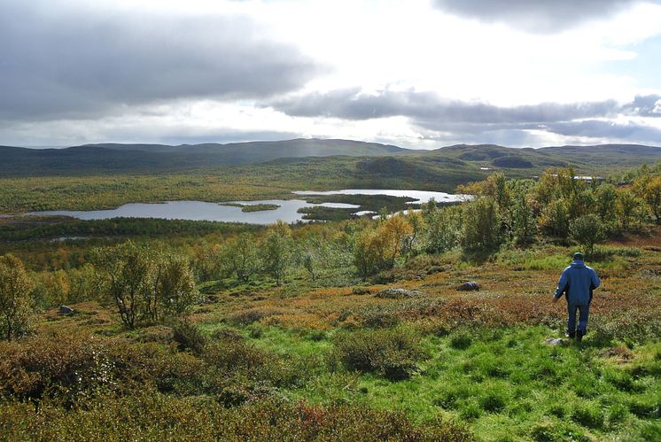 Mosesanking_Korpfjellet_Foto_Lars-Ola Nilsson_NIBIO Svanhovd.jpg