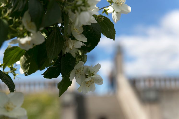 Lukt på blomstene på Bastionen