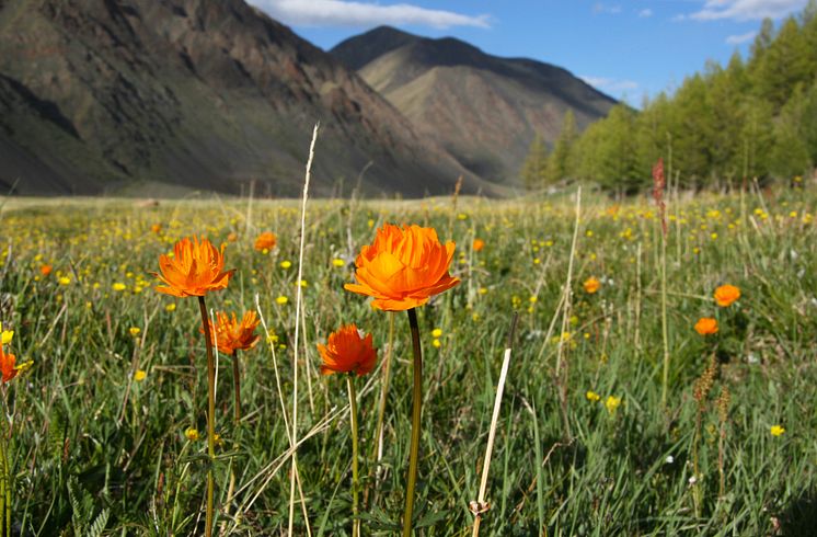 Trollius asiaticus