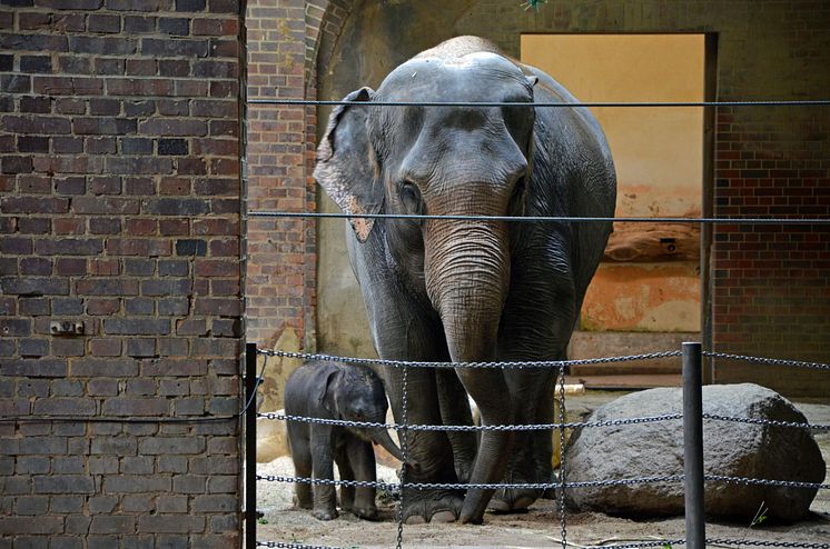 Zoo Leipzig - Elefantenkuh Pantha mit Kalb