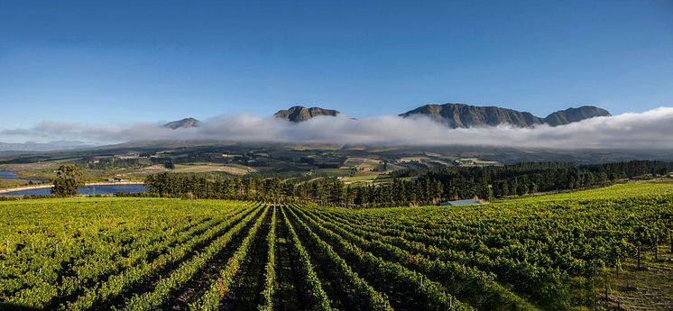 Newton Johnson Vineyard.jpg