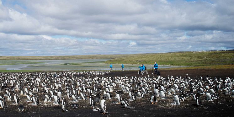 Antarctica_Illustration-Photo_BluffCove©Dominic-Barrington