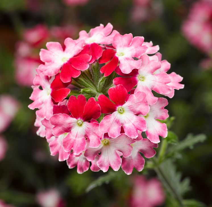  Verbena, Glandularia Landai® Twister Red