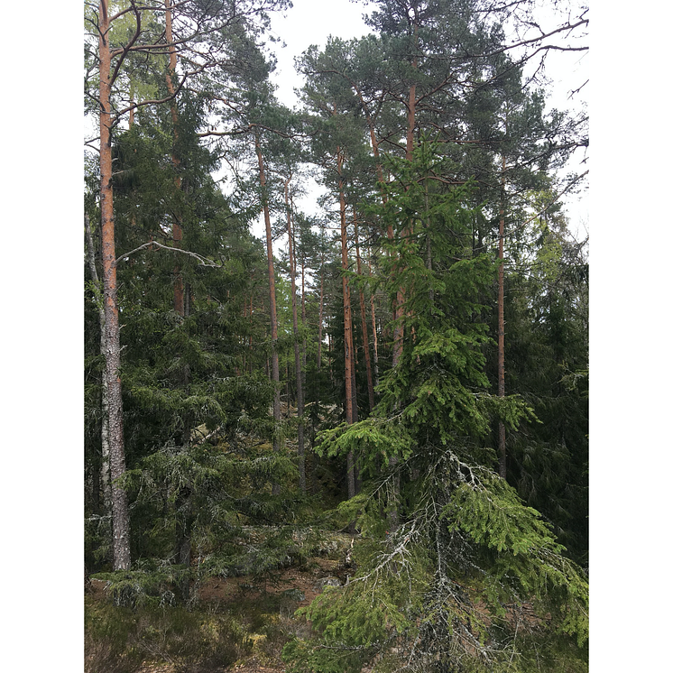 Naturskog barrblandskog