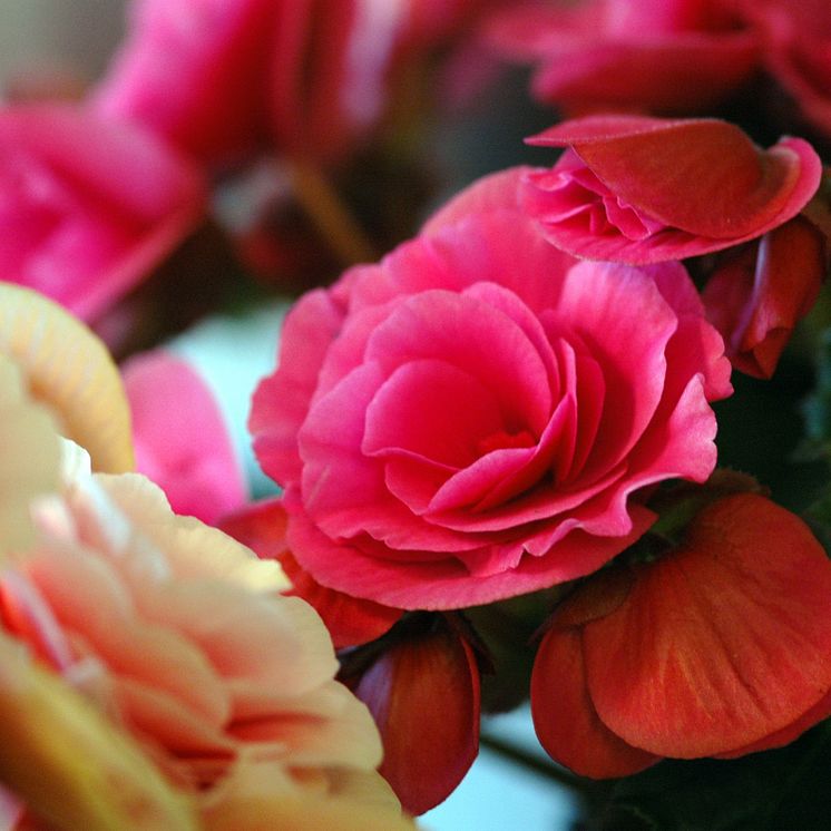 Begonia Big Flower