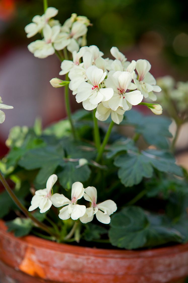 Årets Pelargon 2012 Pelargonium 'First Yellow'