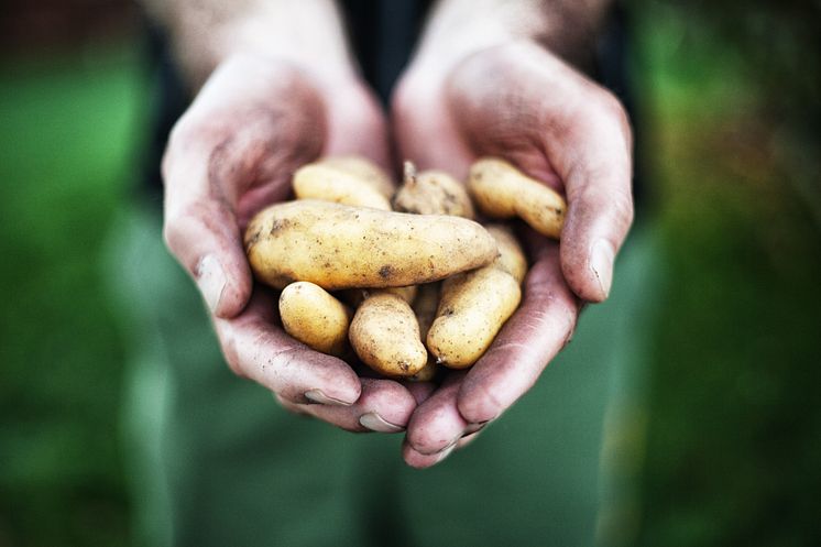 Färskpotatis 