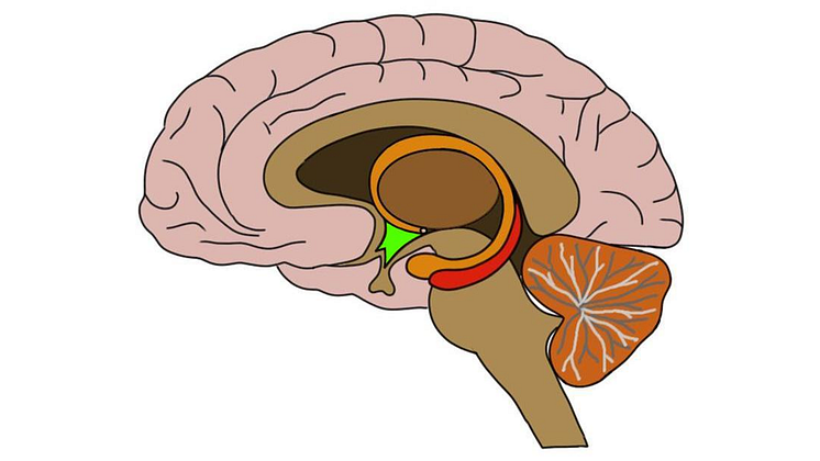 hypotalamus