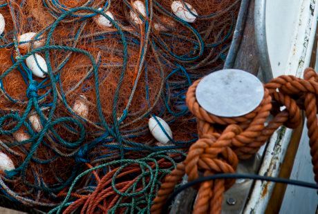 HaV öppnar åter kustfiske efter sill och skarpsill i Östersjön